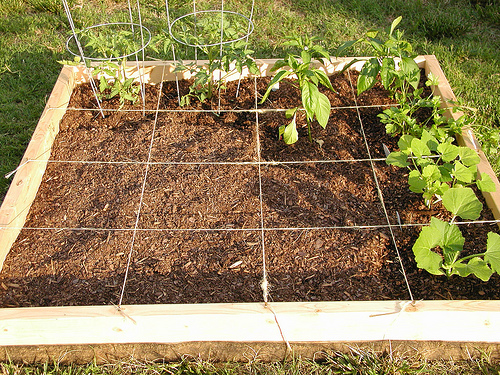 Square Foot Garden